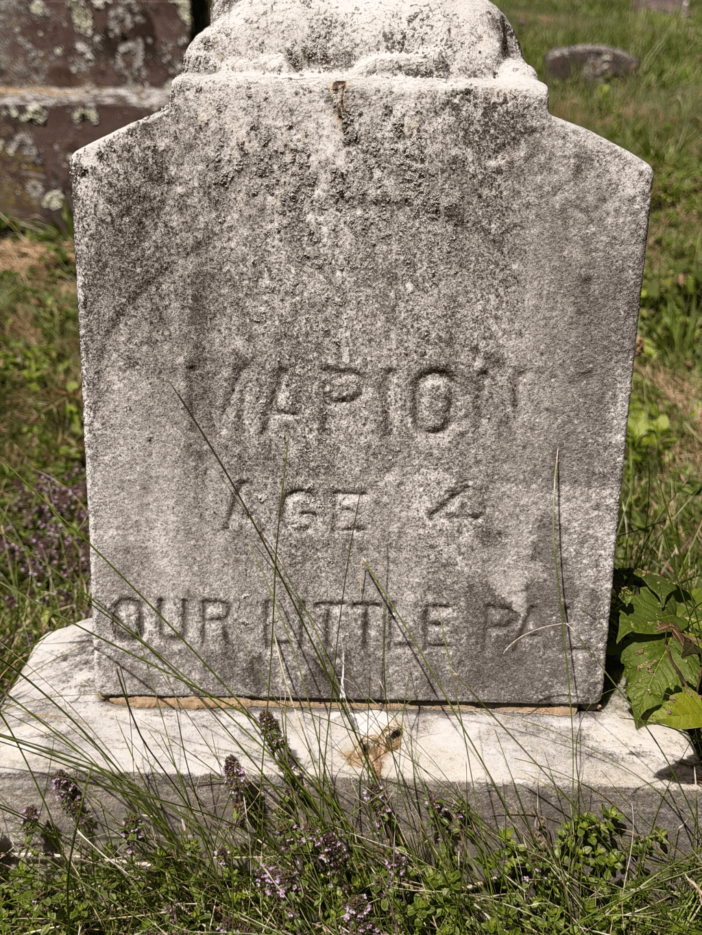 Close view of a weathered white headstone among grass and small purple flowers at West Cemetery.